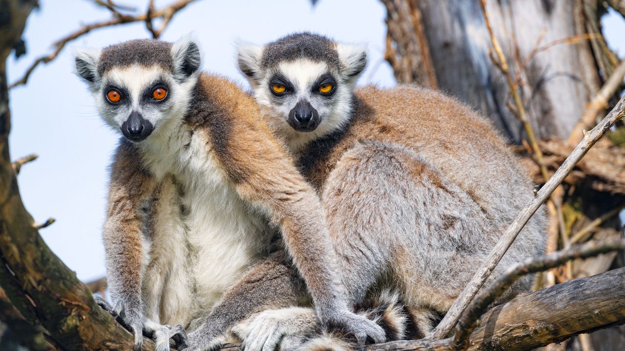Wallpaper lemur, animal, funny, glance, branch