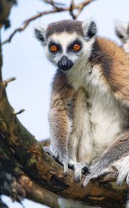Preview wallpaper lemur, animal, funny, glance, branch