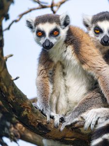 Preview wallpaper lemur, animal, funny, glance, branch