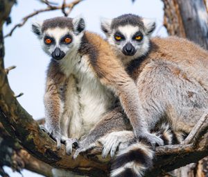 Preview wallpaper lemur, animal, funny, glance, branch