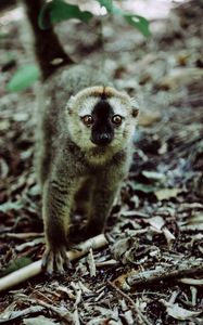 Preview wallpaper lemur, animal, glance, primate, wildlife
