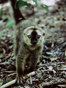 Preview wallpaper lemur, animal, glance, primate, wildlife