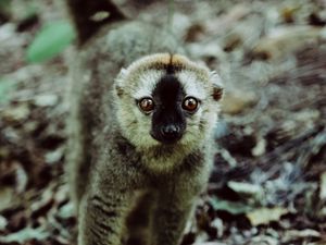 Preview wallpaper lemur, animal, glance, primate, wildlife