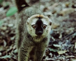 Preview wallpaper lemur, animal, glance, primate, wildlife
