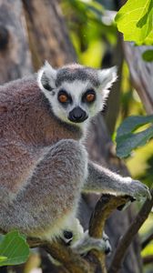 Preview wallpaper lemur, animal, glance, tree