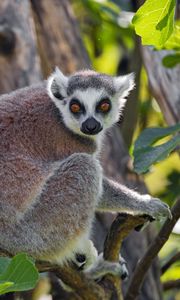 Preview wallpaper lemur, animal, glance, tree