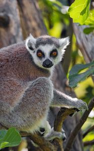 Preview wallpaper lemur, animal, glance, tree