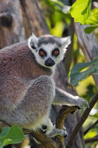 Preview wallpaper lemur, animal, glance, tree