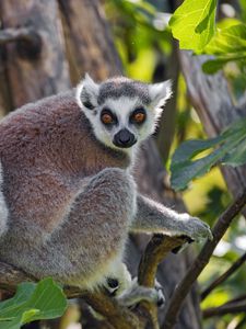 Preview wallpaper lemur, animal, glance, tree