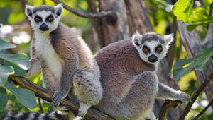 Preview wallpaper lemur, animal, glance, tree