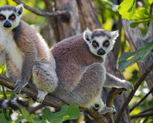 Preview wallpaper lemur, animal, glance, tree