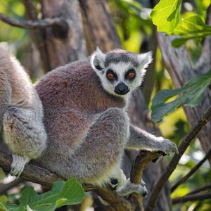 Preview wallpaper lemur, animal, glance, tree