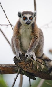 Preview wallpaper lemur, animal, glance, funny, tree