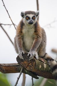 Preview wallpaper lemur, animal, glance, funny, tree