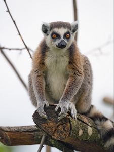 Preview wallpaper lemur, animal, glance, funny, tree