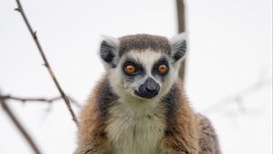 Preview wallpaper lemur, animal, glance, funny, tree