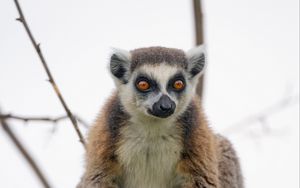 Preview wallpaper lemur, animal, glance, funny, tree