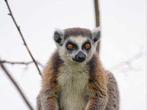 Preview wallpaper lemur, animal, glance, funny, tree