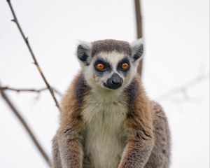 Preview wallpaper lemur, animal, glance, funny, tree