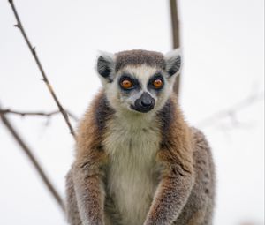 Preview wallpaper lemur, animal, glance, funny, tree