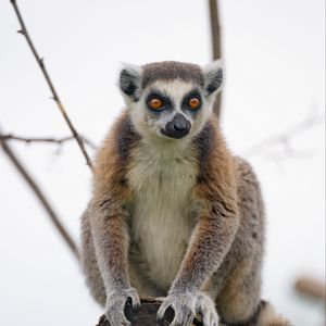 Preview wallpaper lemur, animal, glance, funny, tree