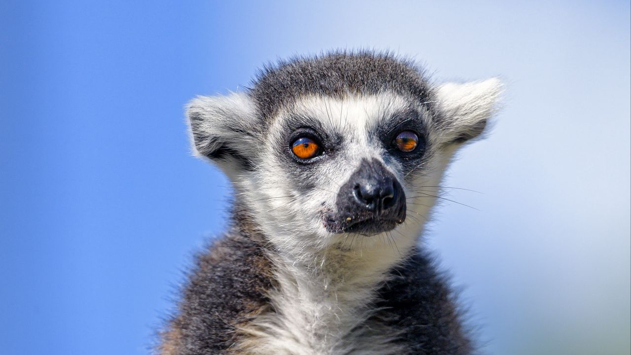 Wallpaper lemur, animal, glance, furry