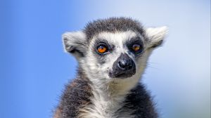 Preview wallpaper lemur, animal, glance, furry