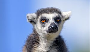 Preview wallpaper lemur, animal, glance, furry