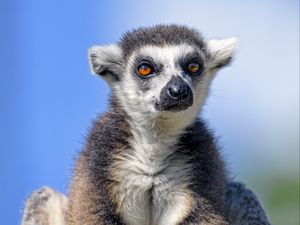 Preview wallpaper lemur, animal, glance, furry