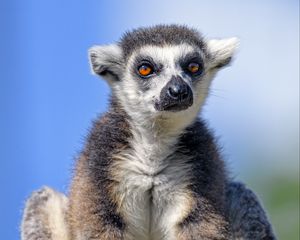 Preview wallpaper lemur, animal, glance, furry