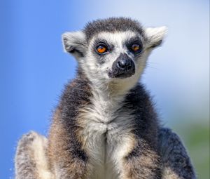 Preview wallpaper lemur, animal, glance, furry