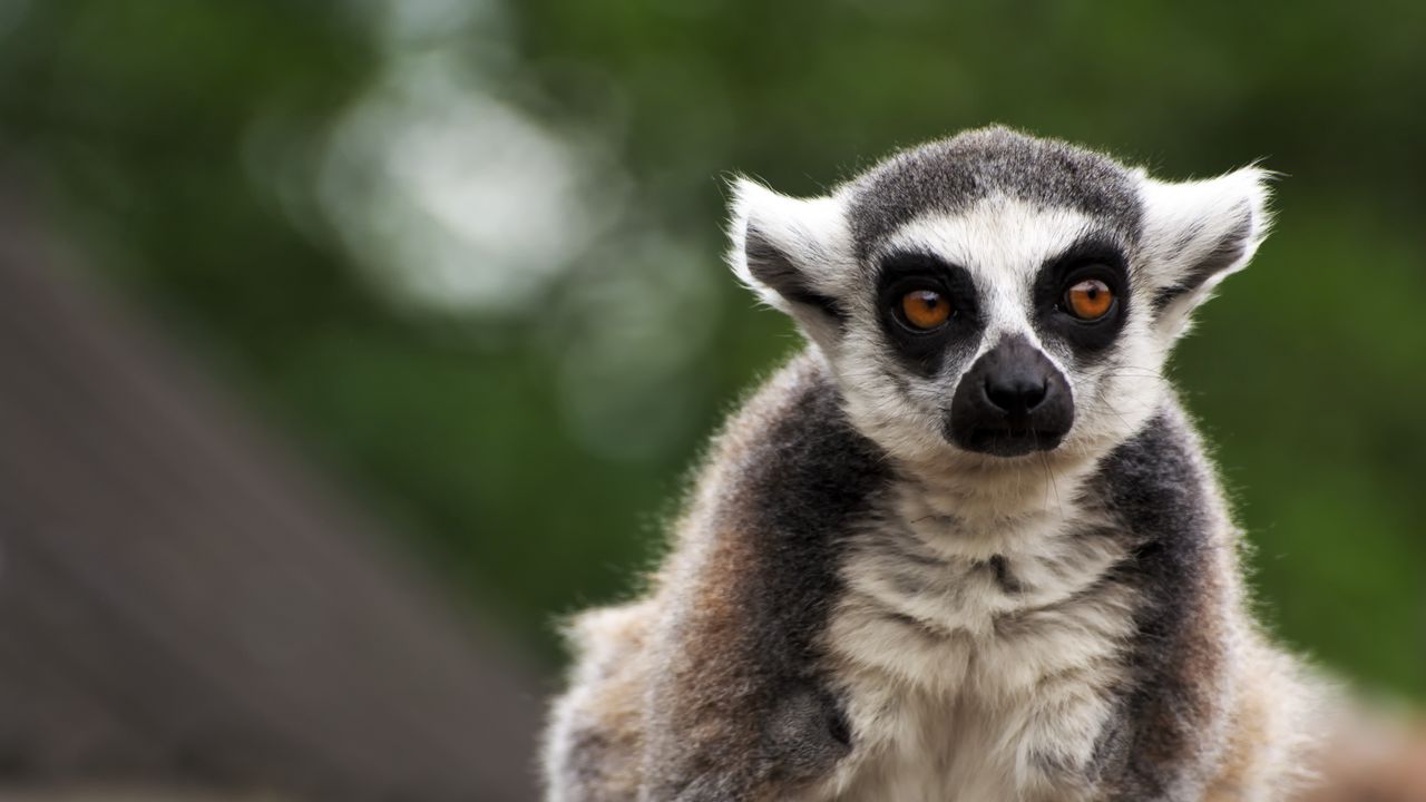 Wallpaper lemur, animal, glance, funny, focus