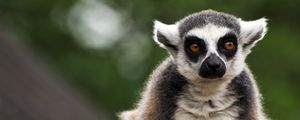 Preview wallpaper lemur, animal, glance, funny, focus