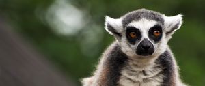 Preview wallpaper lemur, animal, glance, funny, focus