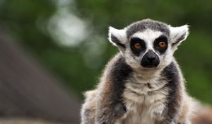 Preview wallpaper lemur, animal, glance, funny, focus