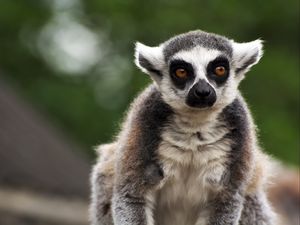 Preview wallpaper lemur, animal, glance, funny, focus
