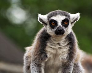 Preview wallpaper lemur, animal, glance, funny, focus