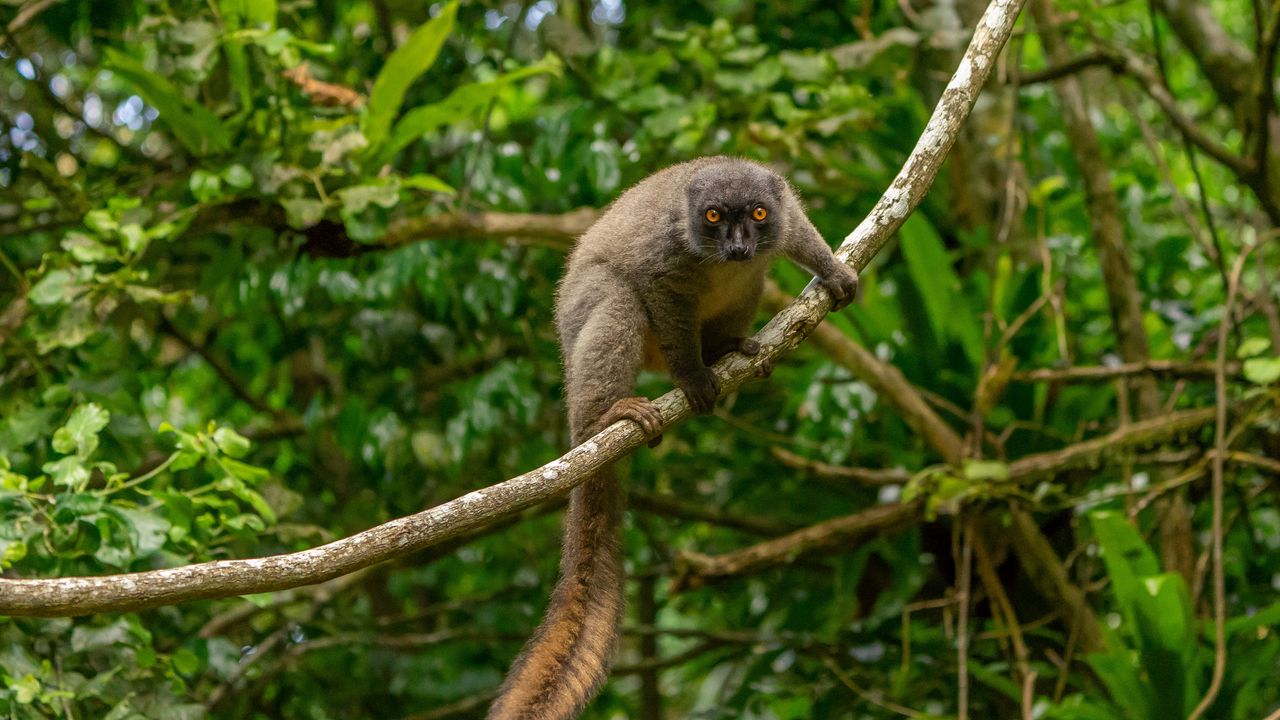 Wallpaper lemur, animal, glance, branch, wildlife