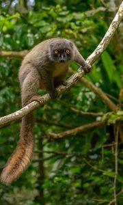 Preview wallpaper lemur, animal, glance, branch, wildlife