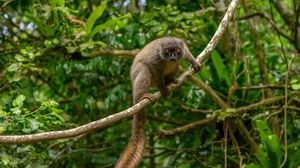 Preview wallpaper lemur, animal, glance, branch, wildlife