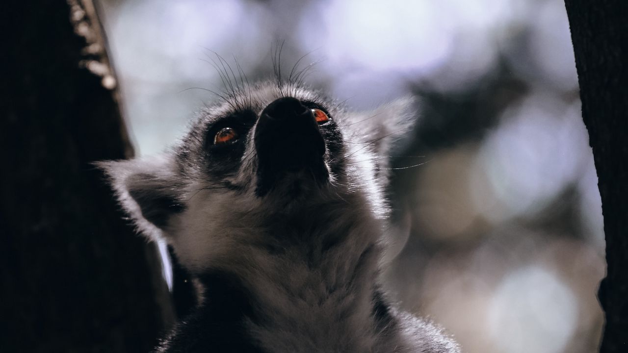 Wallpaper lemur, animal, glance, wildlife