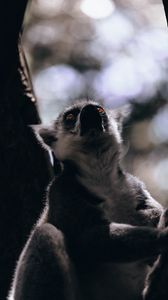 Preview wallpaper lemur, animal, glance, wildlife