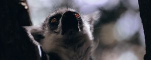 Preview wallpaper lemur, animal, glance, wildlife