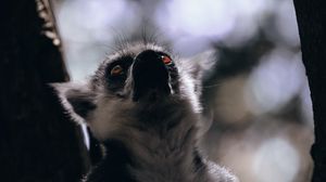 Preview wallpaper lemur, animal, glance, wildlife