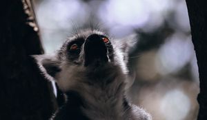 Preview wallpaper lemur, animal, glance, wildlife