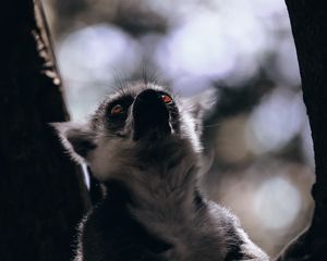 Preview wallpaper lemur, animal, glance, wildlife