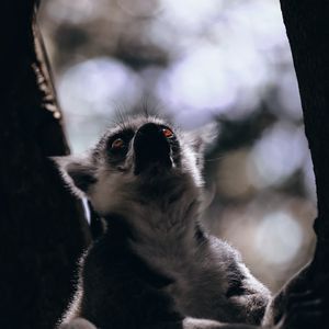 Preview wallpaper lemur, animal, glance, wildlife