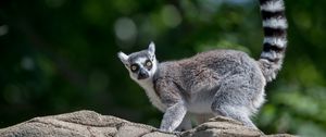 Preview wallpaper lemur, animal, glance, funny