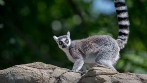 Preview wallpaper lemur, animal, glance, funny