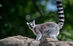 Preview wallpaper lemur, animal, glance, funny